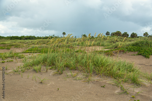 Beach Garden