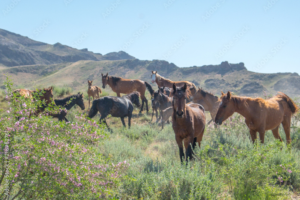 Horses in meadow Horses in meadow