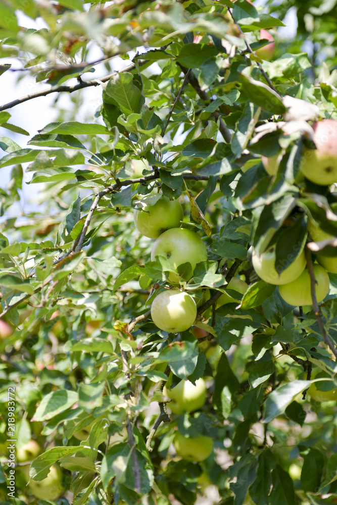 Ripe apples on tree