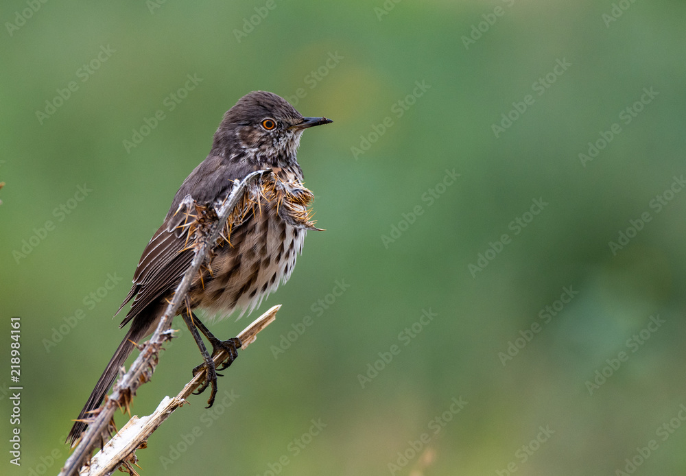 A Sage Thrasher and its Intimidating Red Eyes A Sage Thrasher and its Intimidating Red Eyes