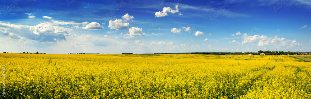 panoramic view of Rape Field in Ukraine panoramic view of Rape Field in Ukraine