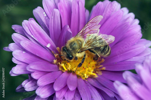 Honigbienen (Apis) auf Blüte