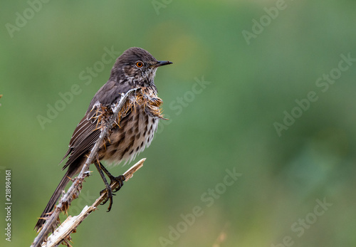 A Sage Thrasher and its Intimidating Red Eyes 