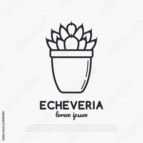 Succulent echeveria in pot thin line icon. Modern vector illustration of home plant.