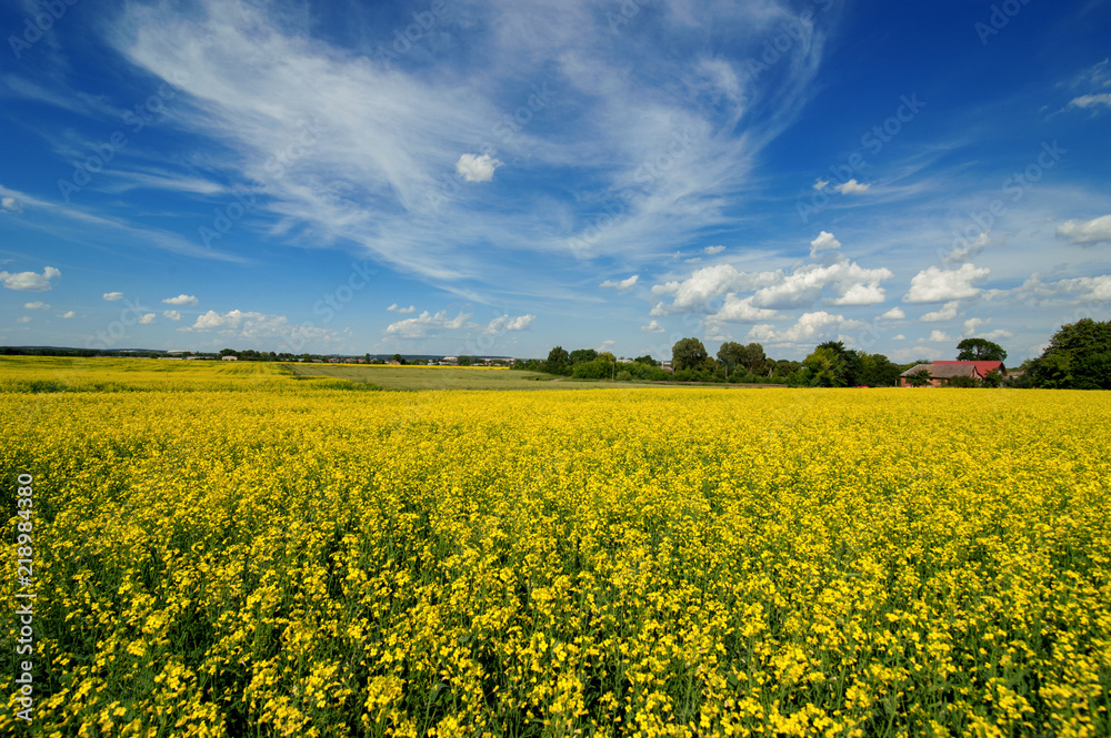 Field of rapeseed and sky with clouds