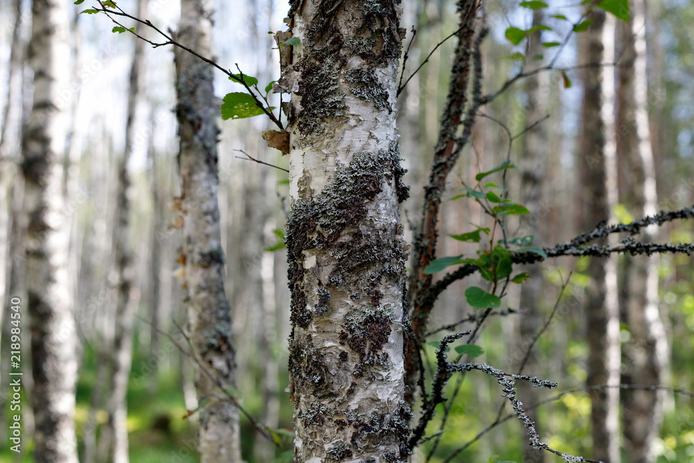 Obraz premium Береза