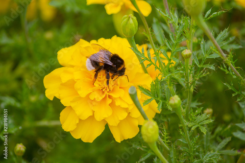 Photos Bumblebee pollinates a yellow flower on the lawn. Nature