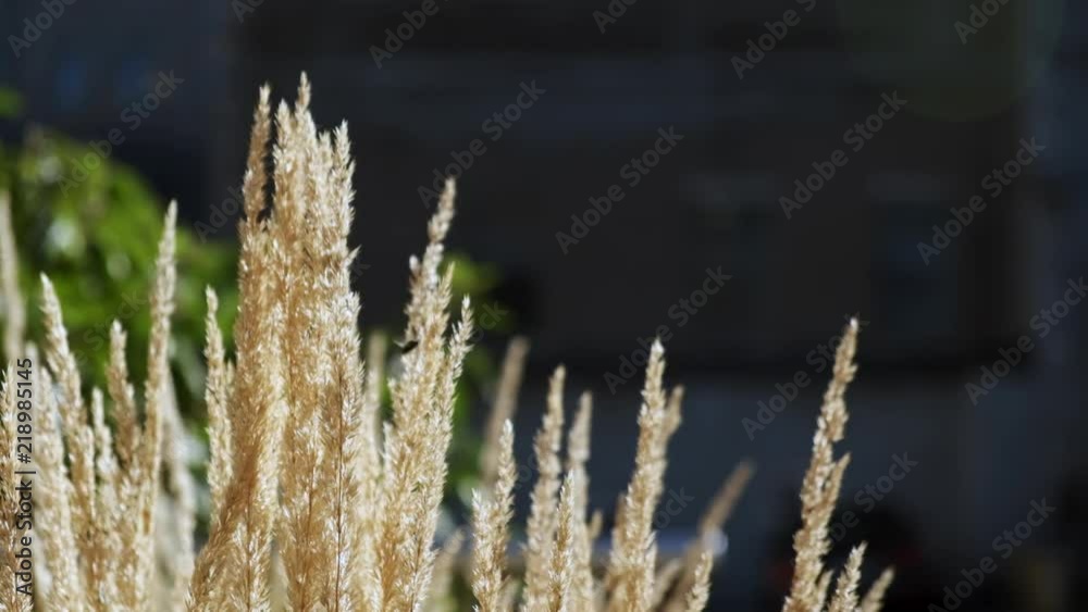 Slow Motion of Grasses Plants Moving and Floating in a Sunny Summer Day. City Background. Slow Motion of Grasses Plants Moving and Floating in a Sunny Summer Day. City Background.