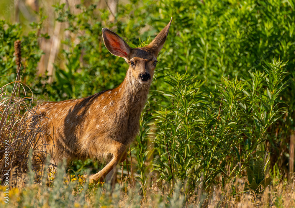 A Mule Deer Fawn Emerging from the Tall Grass in Colorado A Mule Deer Fawn Emerging from the Tall Grass in Colorado