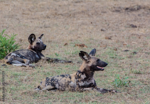 Afrikanische Wildhunde in der Savanne vom in Simbabwe, Südafrika © Natascha