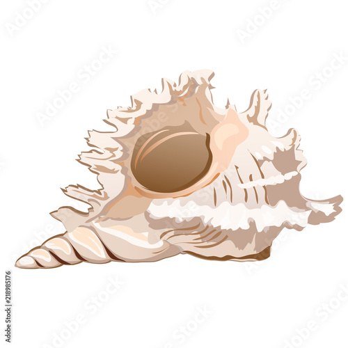 Beautiful seashell murex ramosus or Chicoreus ramosus isolated on a white background. The object of conchology, collecting a souvenir. Vector close-up illustration.