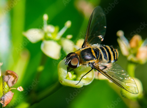 A Hoverfly on a Blossoming Flower photo