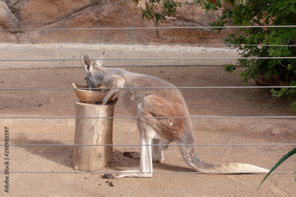 The kangaroo's while he is drinking. Kangaroos, wallabies, wallaroos