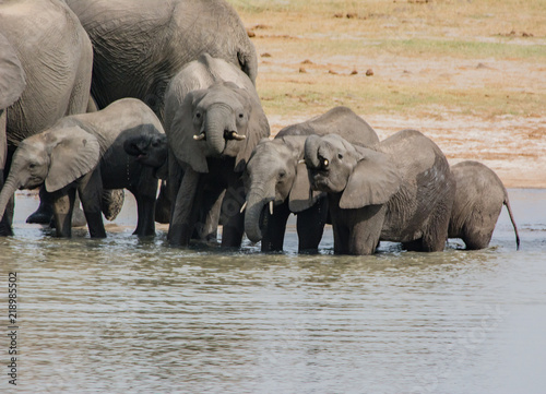 Elephants in the savanna of in Zimbabwe  South Africa