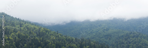 Forest fog, mountain mist, pine landscape.