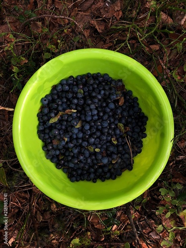 Fresh blueberries in a green bowl in the forest 