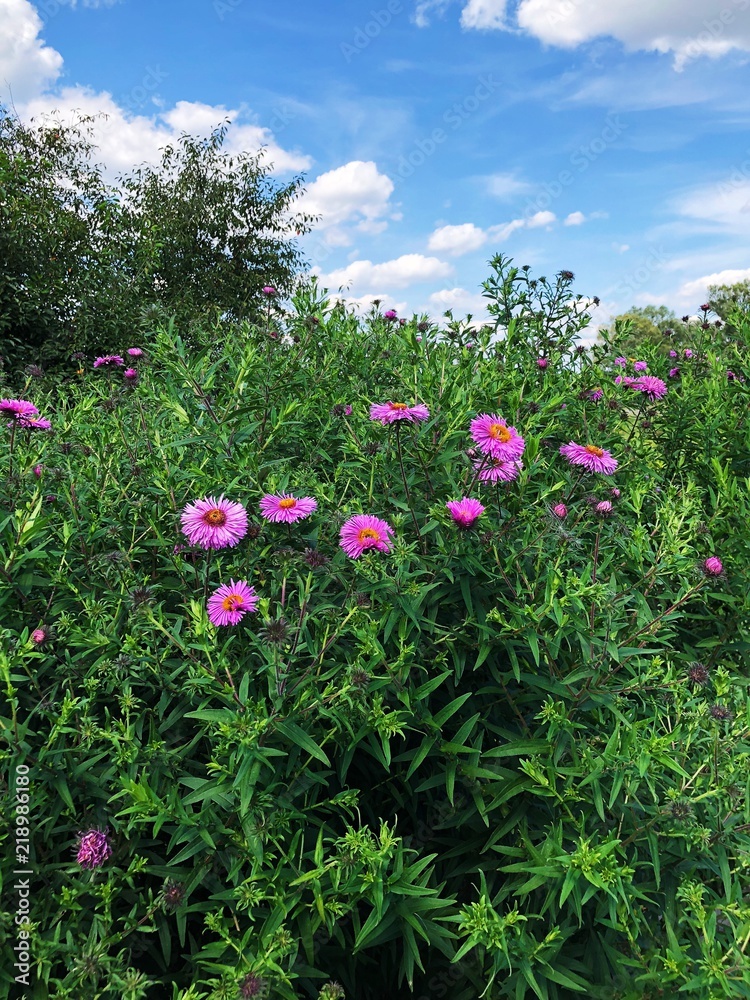 Beautiful lilac flowers in the field in summer Beautiful lilac flowers in the field in summer