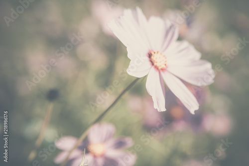 Cosmos flowers soft focus.