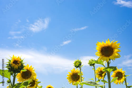 The charming landscape of sunflowers against the sky. Sunflowers garden.