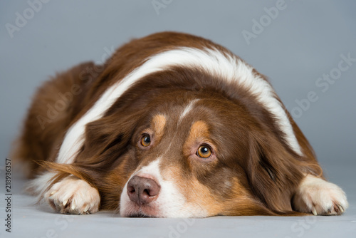 Hund Studio Süß Freisteller