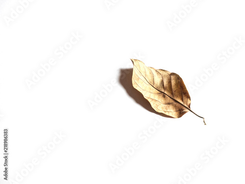 Leaves dry on a white background.