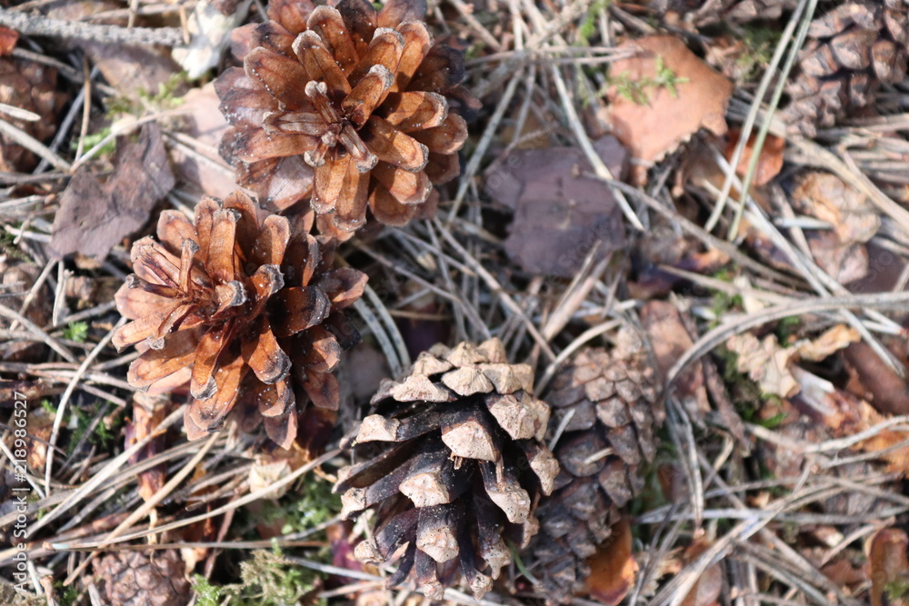 close up of cones close up of cones