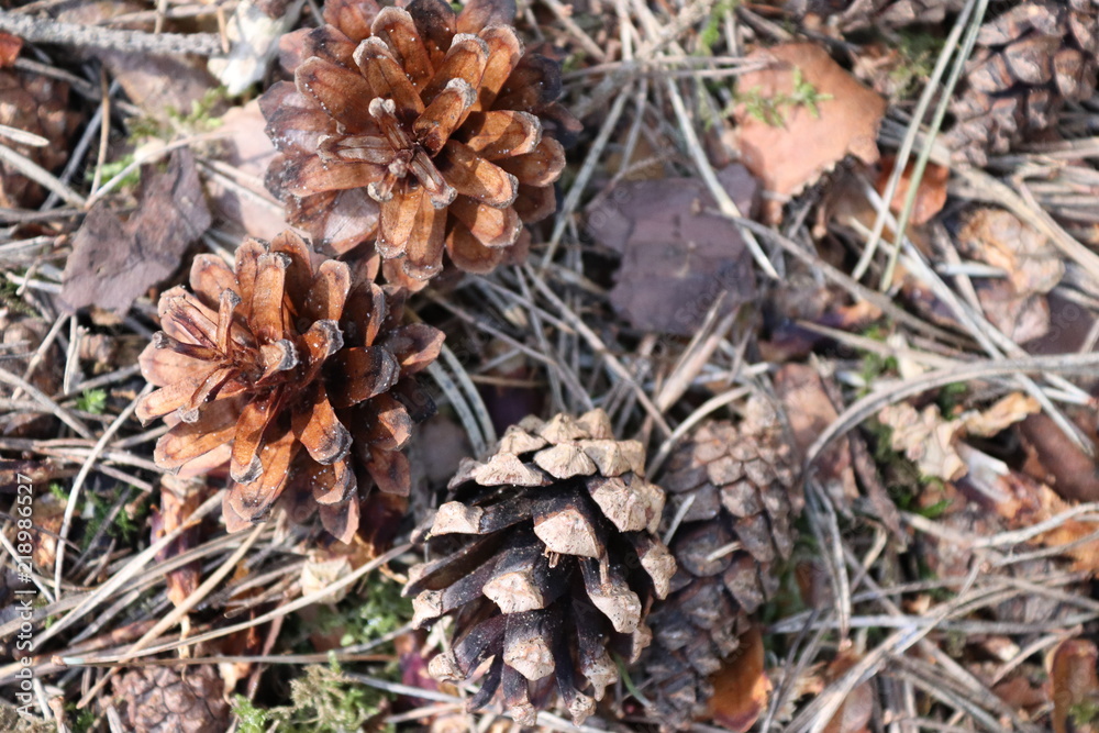 close up of cones