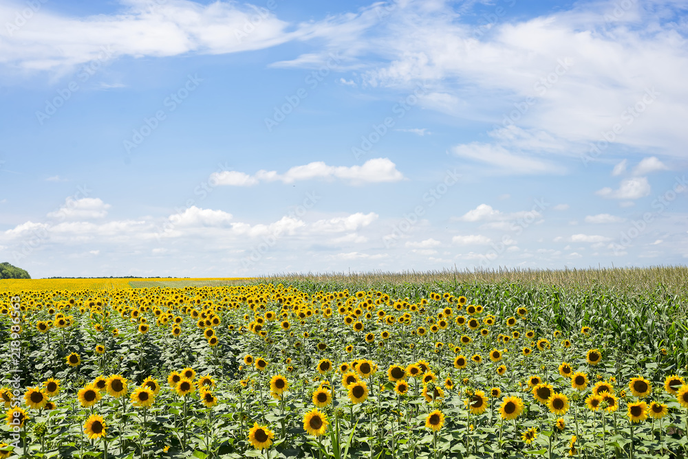 Fototapeta premium Blossoming sunflower flower on the farm field. The charming landscape of sunflowers against the sky.