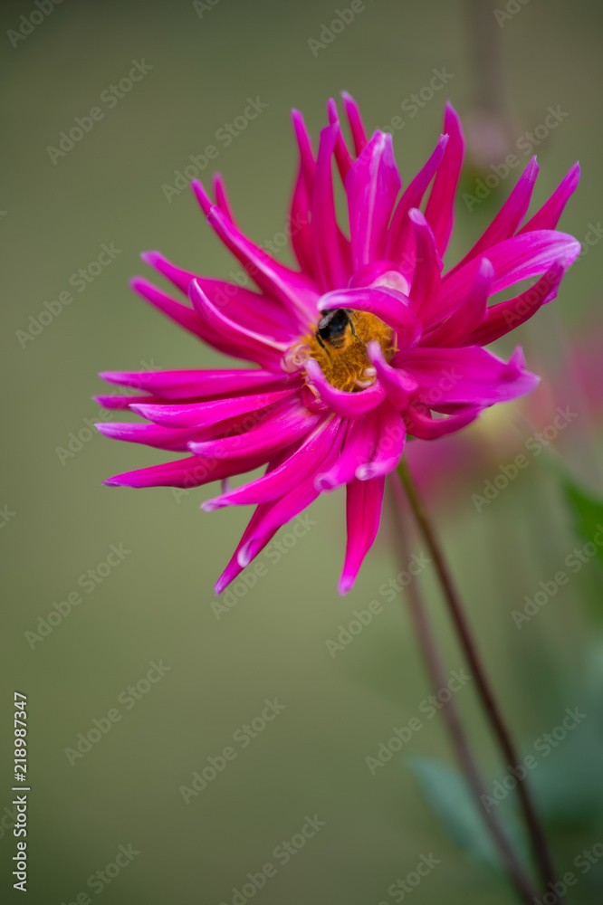 dahlia rose foncé en été dans un jardin en lumière du jour vue en verticale dahlia rose foncé en été dans un jardin en lumière du jour vue en verticale