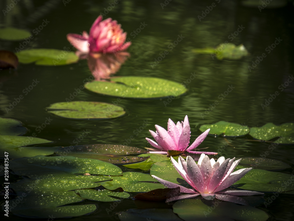 Macro of two water lilies 'Marliacea Rosea' against a dark green pond. One nymphaea 'Perry's Orange Sunset' in a blurred focus in the background. Macro of two water lilies 'Marliacea Rosea' against a dark green pond. One nymphaea 'Perry's Orange Sunset' in a blurred focus in the background.