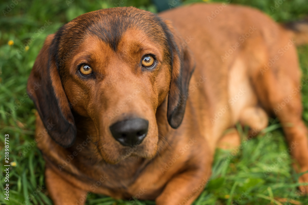 pure breed Alpine Dachsbracke dog brown dog summer outdoor shot close up pure breed Alpine Dachsbracke dog brown dog summer outdoor shot close up