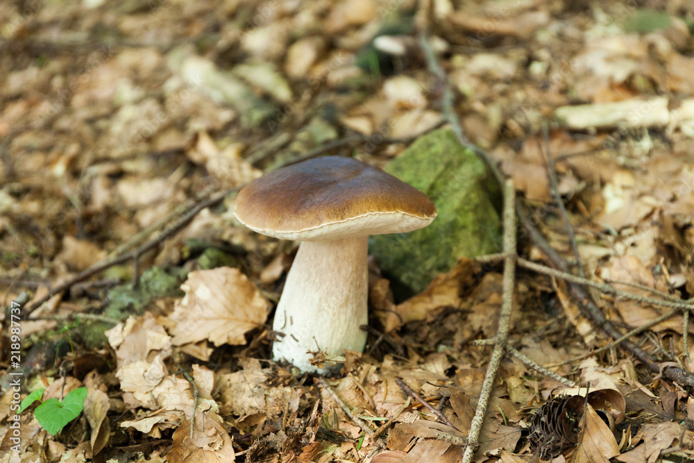 Forest fresh porcini mushrooms, autumn delicious boletus. Wild penny bun, cep, porcino. Forest fresh porcini mushrooms, autumn delicious boletus. Wild penny bun, cep, porcino.