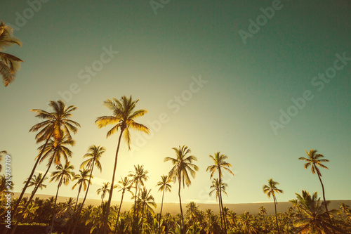 Fototapeta Naklejka Na Ścianę i Meble -  Palm plantation