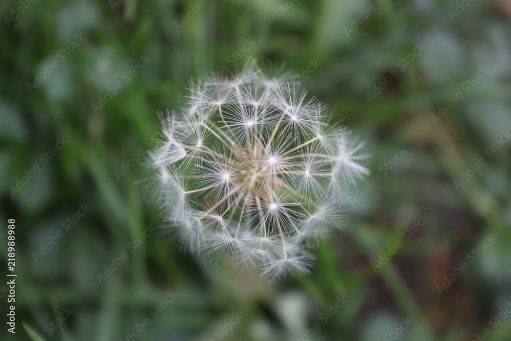 dandelion on background of green grass dandelion on background of green grass