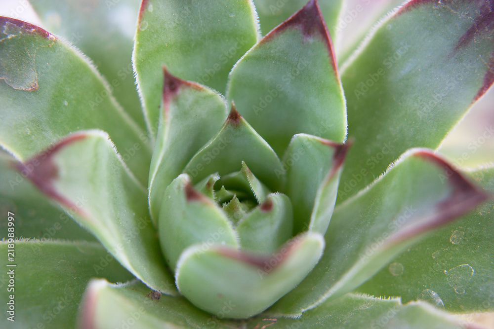Closeup of a green succulent Closeup of a green succulent