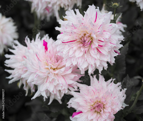 dahlia blanc et rose sur fonds d  satur   dans un jardin en lumi  re du jour en   t  