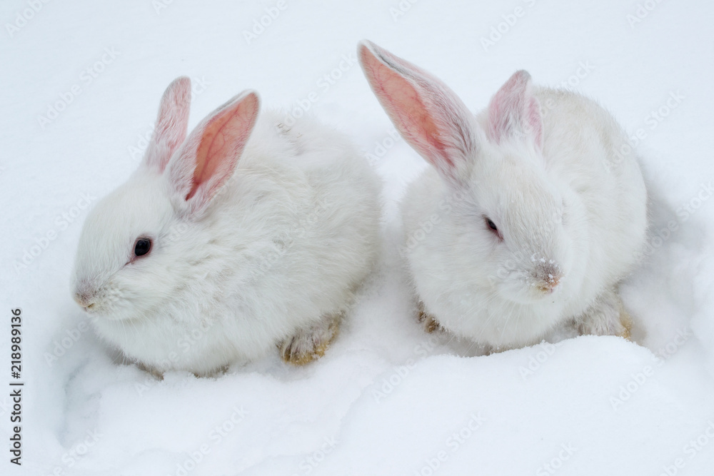 A pair of white fluffy rabbits on white winter snow A pair of white fluffy rabbits on white winter snow