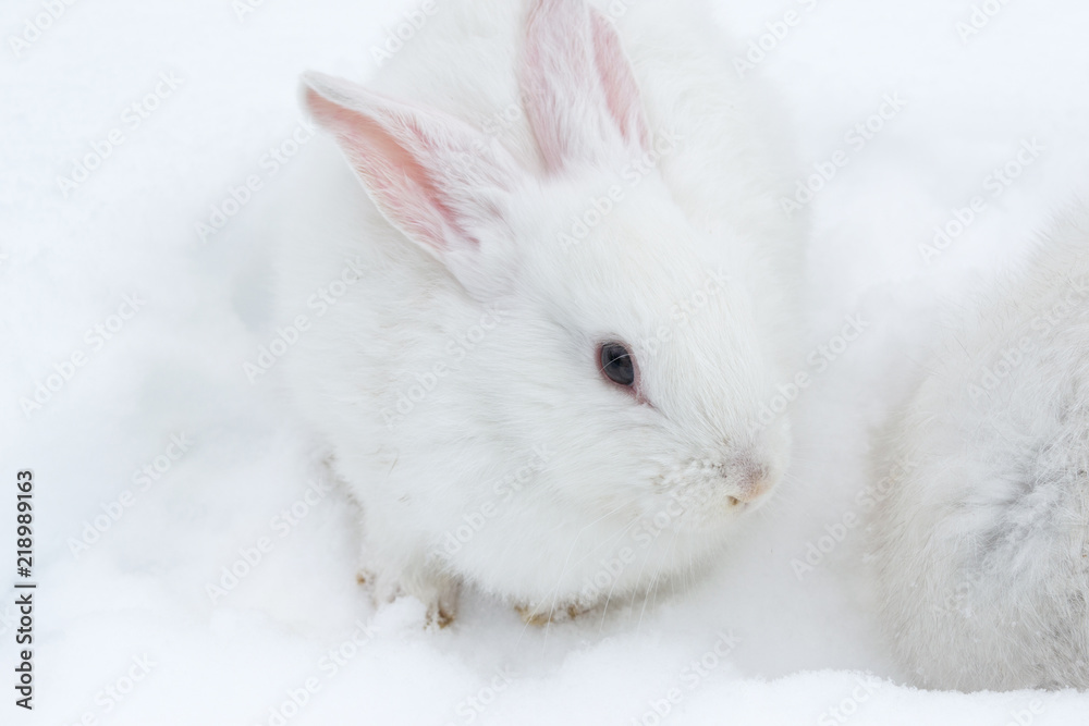 A pair of white fluffy rabbits on white winter snow