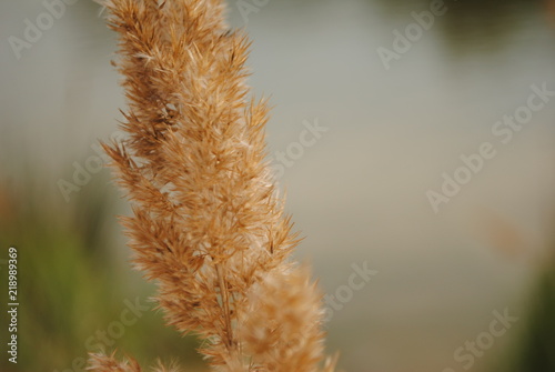 природа