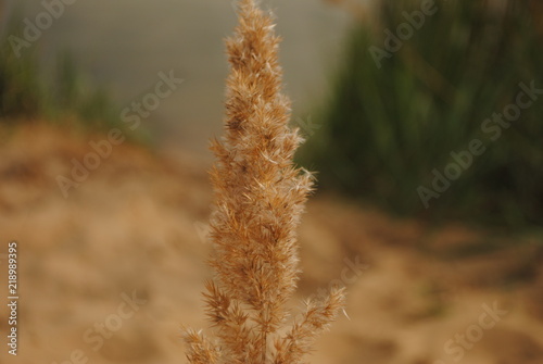 природа