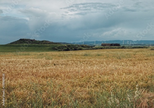 Campo de trigo dorado