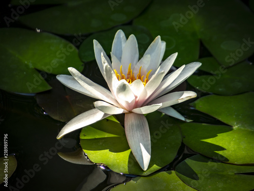 White water lily  Marliacea Rosea . Nymphaea in a pond on a background of dark green leaves. They are covered with water drops. Early morning