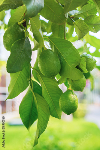 Зеленый лимон висит на дереве с листьями в солнечных лучах 