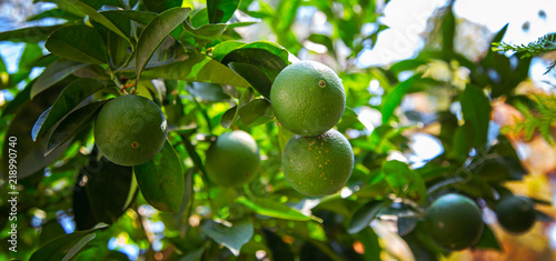 Зеленый апельсин висит на дереве с листьями в солнечных лучах  
