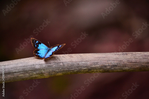blue butterfly posing on a stick