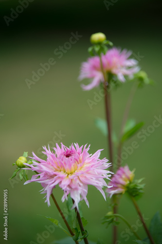 dahlia rose en   t   dans un jardin sur fonds clair et vert en bretagne