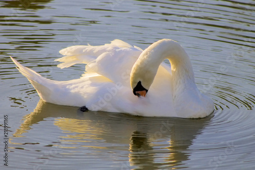 Swan  swimming in a lake reservoir in  park.