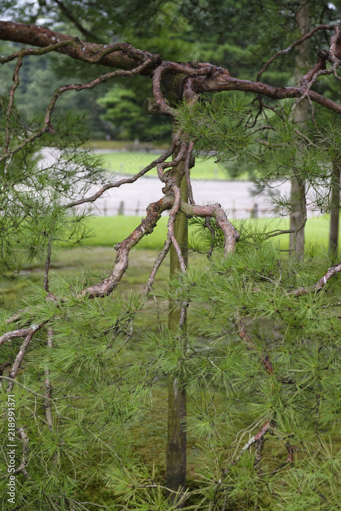 Branches noueuses Branches noueuses