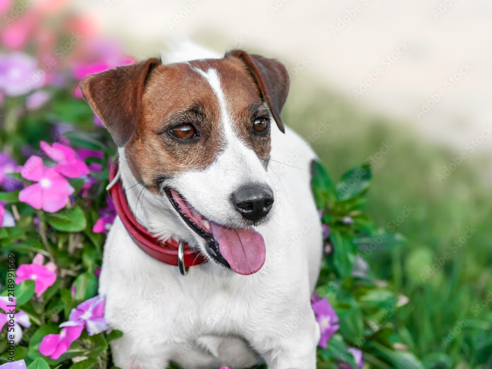 Close-up portrait of adorable happy smiling small white and brown dog jack russel terrier standing in flowering petunia flower bed and looking at right side in a garden or park at summer sunny day