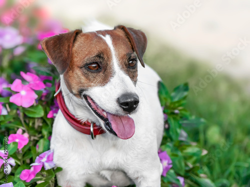 Close-up portrait of adorable happy smiling small white and brown dog jack russel terrier standing in flowering petunia flower bed and looking at right side in a garden or park at summer sunny day © Tetiana